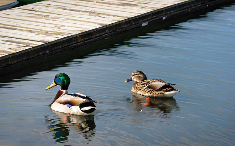 Scottsdale Ranch Properties for Sales